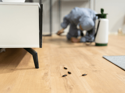About Secure Nook Pest Treatment - pest control experts in Melbourne